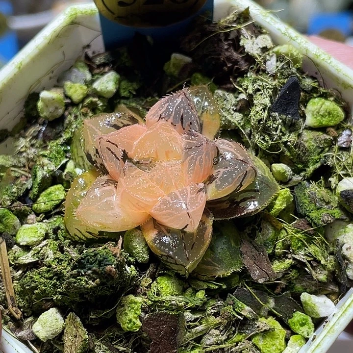 528粉黛锦特选福利