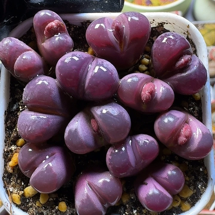 生石花111111。   96