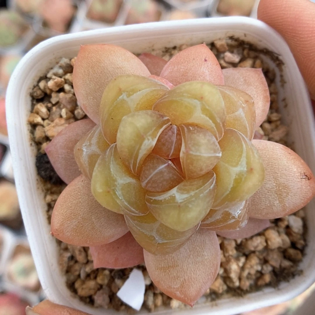 伊人泪可拍476号。