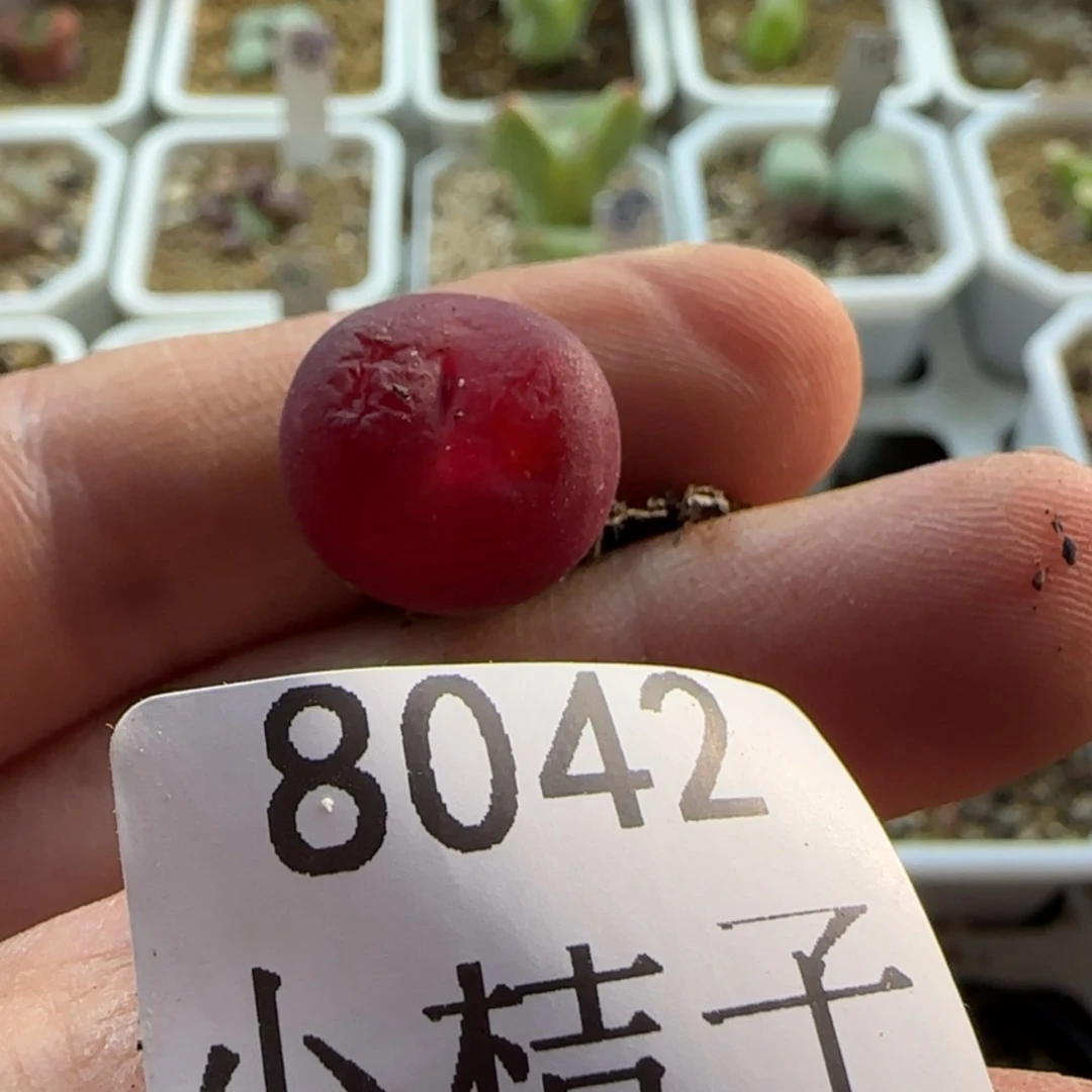 【闪购商品】调***球8042转草莓