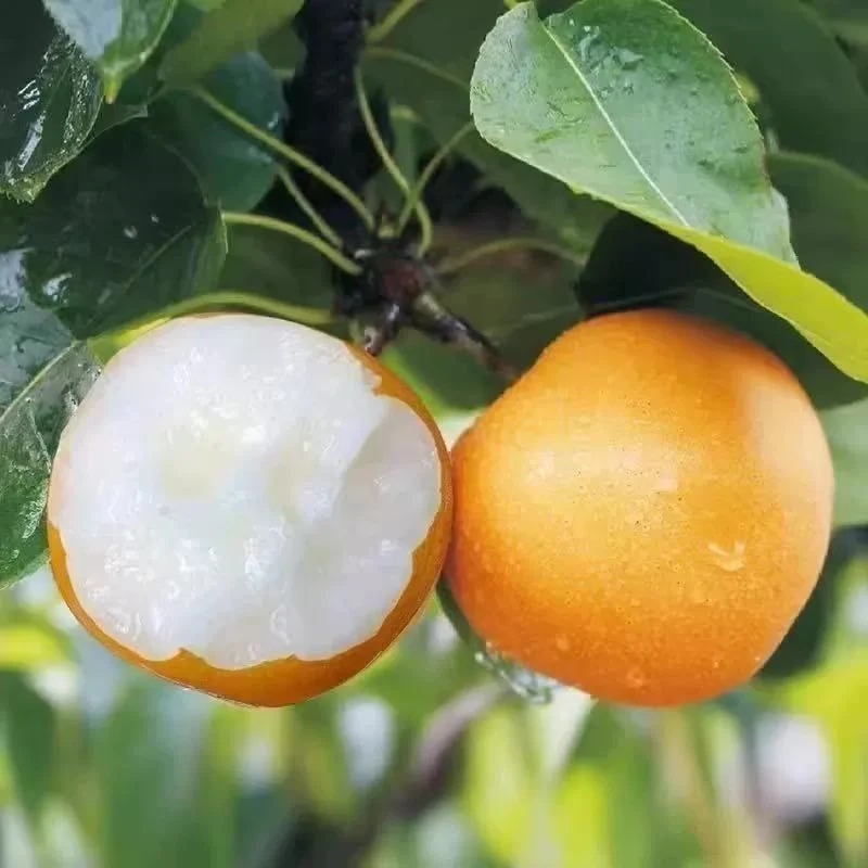 【只发新疆】山东秋月梨新鲜现摘脆甜多汁梨映秋月礼盒发货