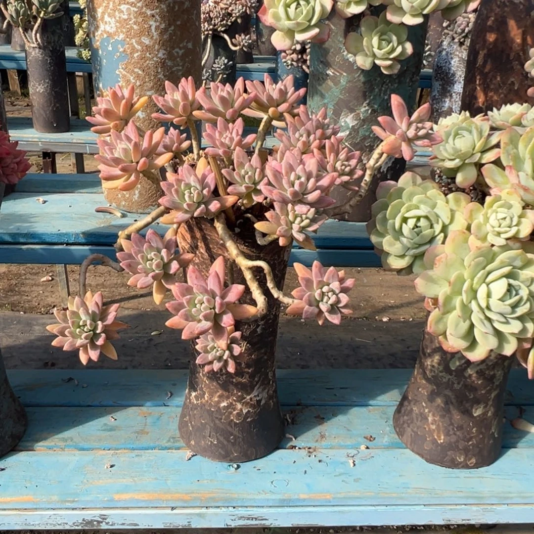 精品秋丽妖桩 裸肉