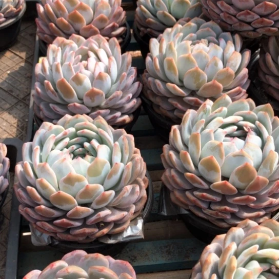 精控超大单头橙梦露多肉植物