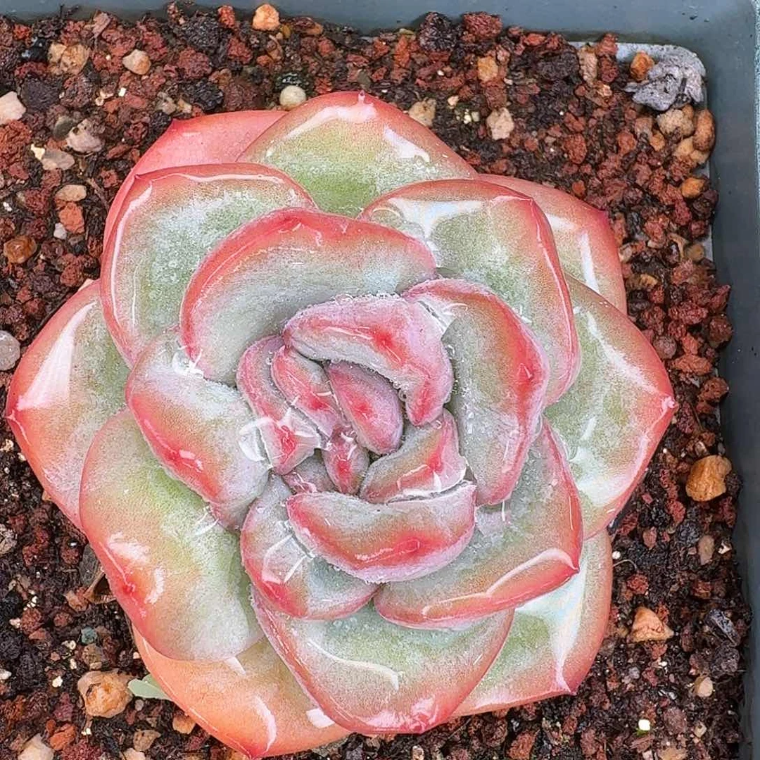 从前慢多肉编号泡芙