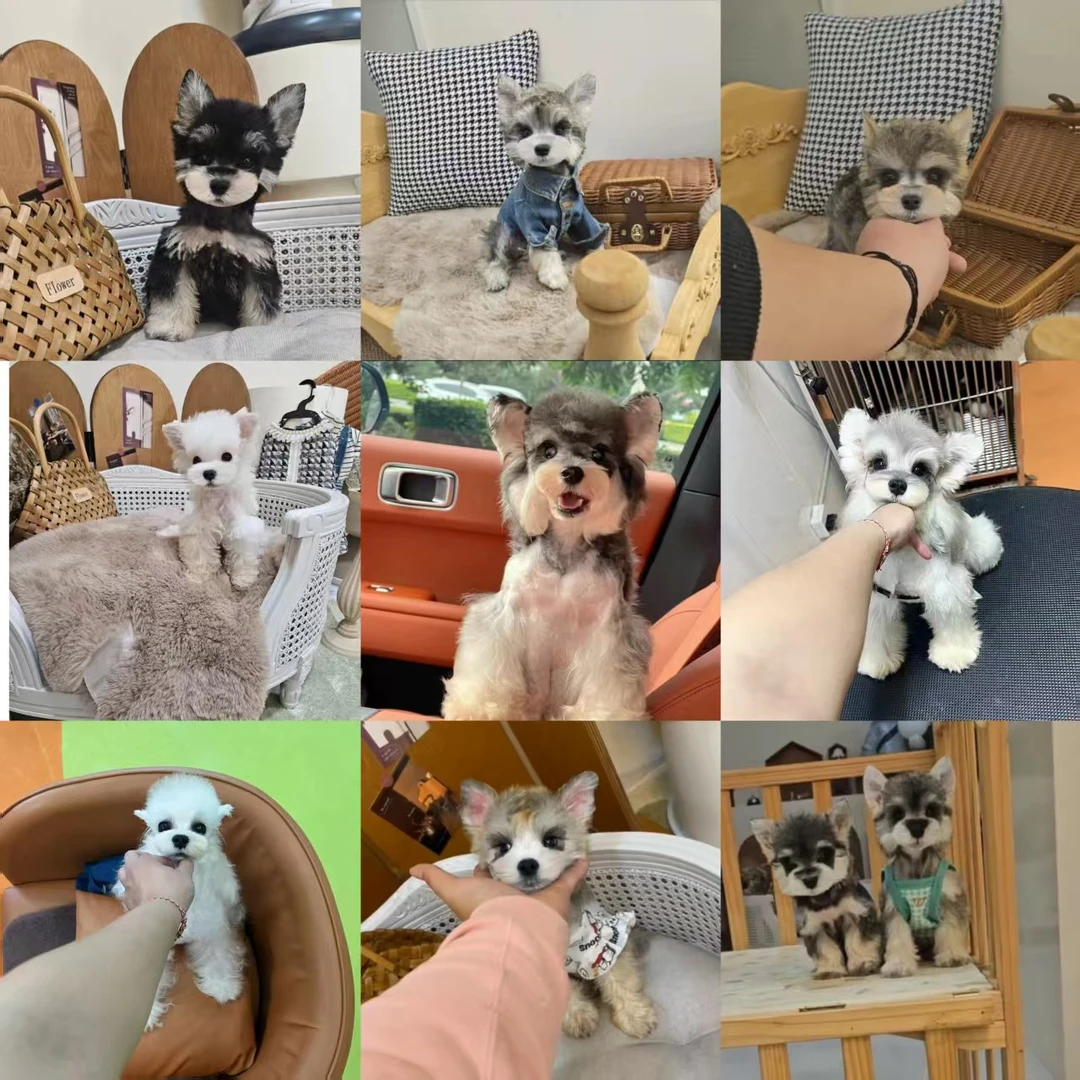 【诗宇-次日达】宠物活体幼体保障链接雪纳瑞小狗