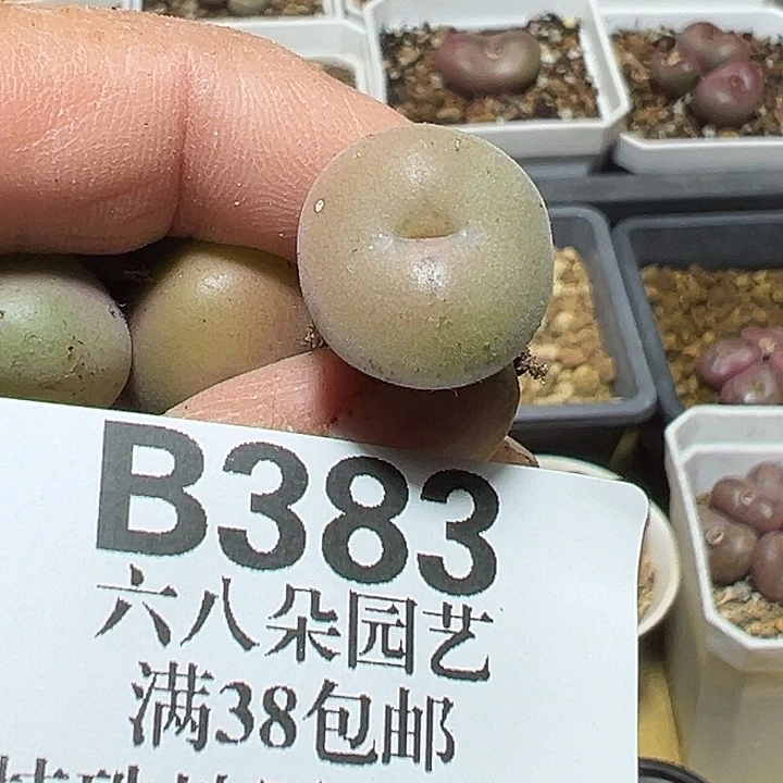 6***i383号空卡佛杂多肉植物