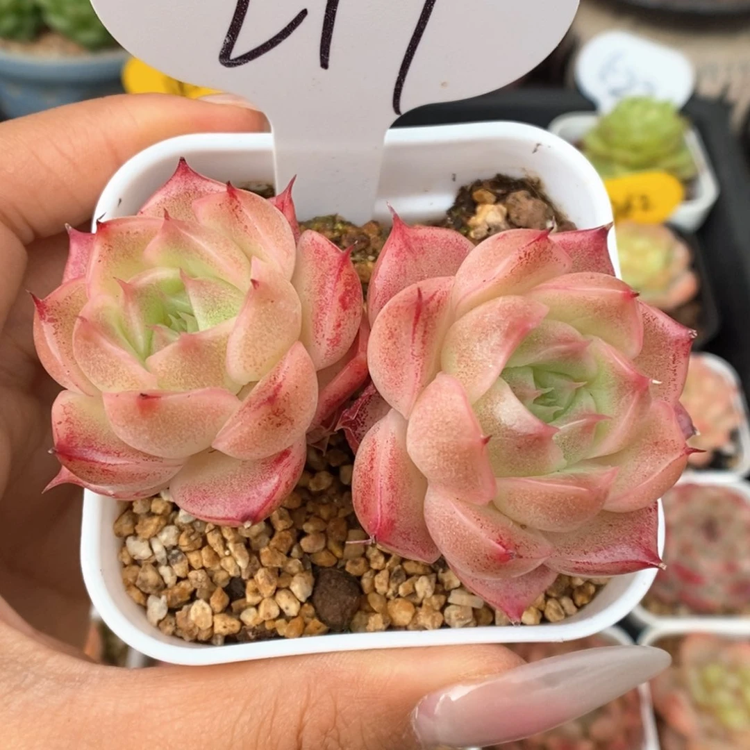 落樱珍妮217号。