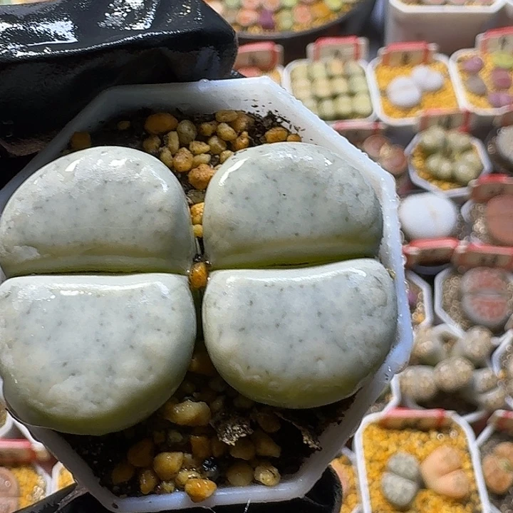 生石花3:：，星。 66号