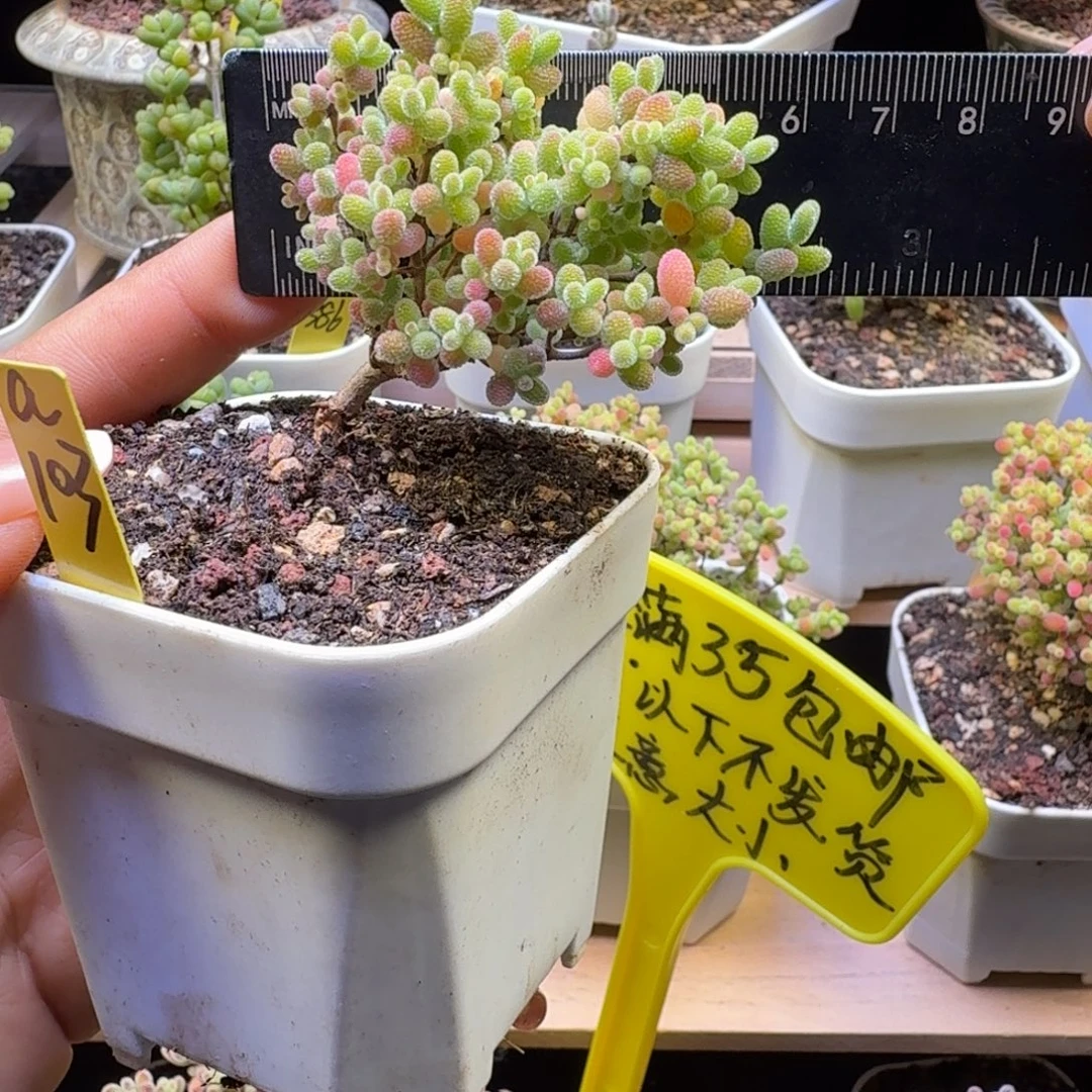 a103后橘子糖冠服6厘米左右