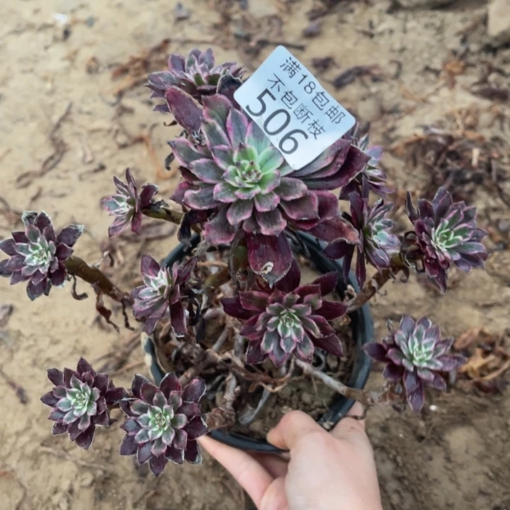 506紫霞手捧2法师