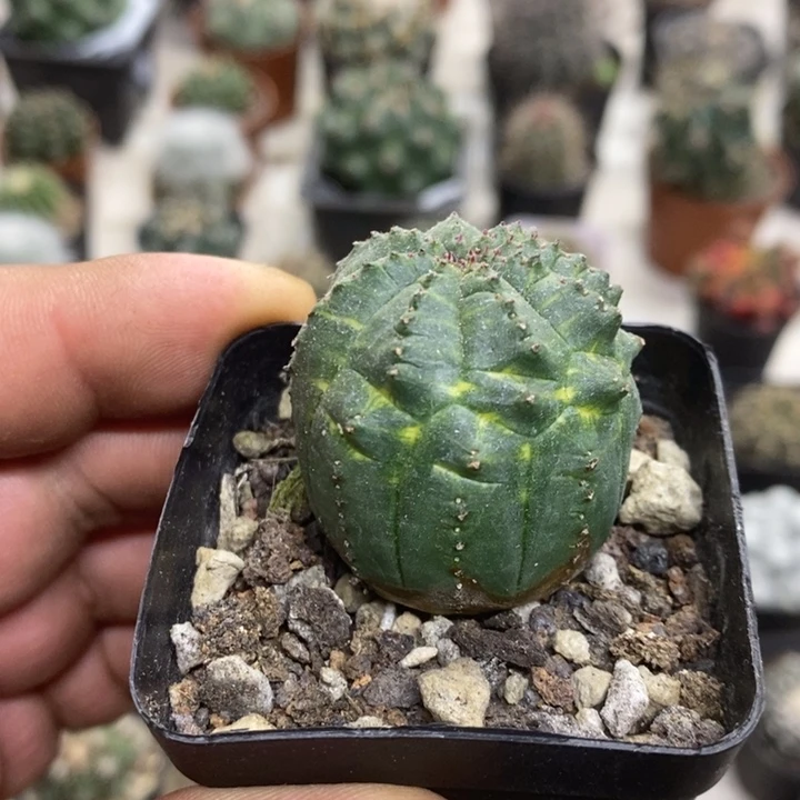 泰布锦特价福利特价