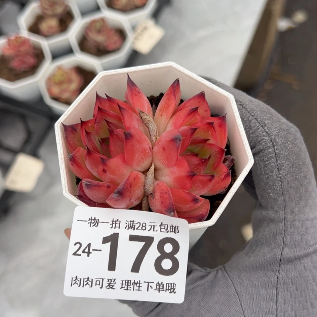 篝火多多肉多肉多肉