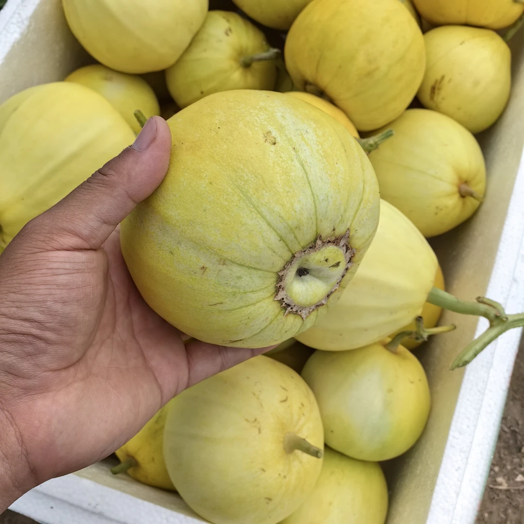 [甜瓜大黄冰糖脆]芜湖江北甜瓜农家现摘新鲜安徽省