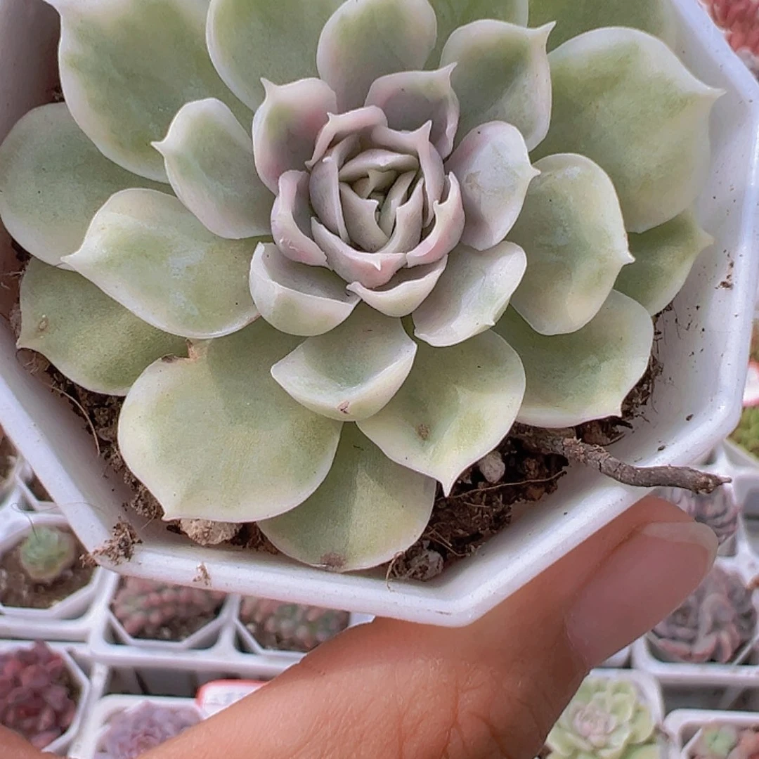 昂斯诺锦19包邮多肉