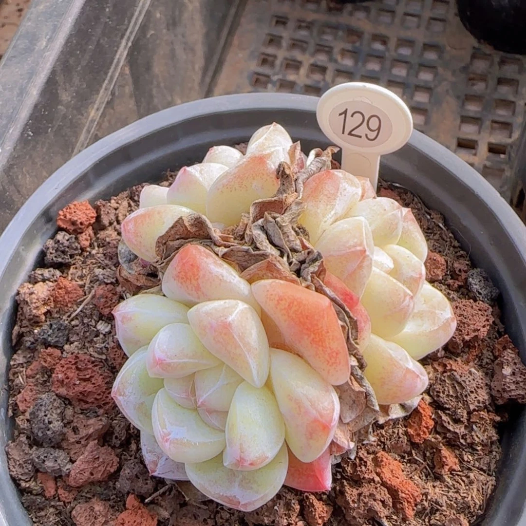 糖心冰玉3头一颗精控优选