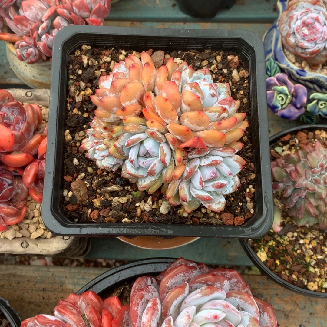 无花朵无砍朵朵缀哈哈哈哈哈