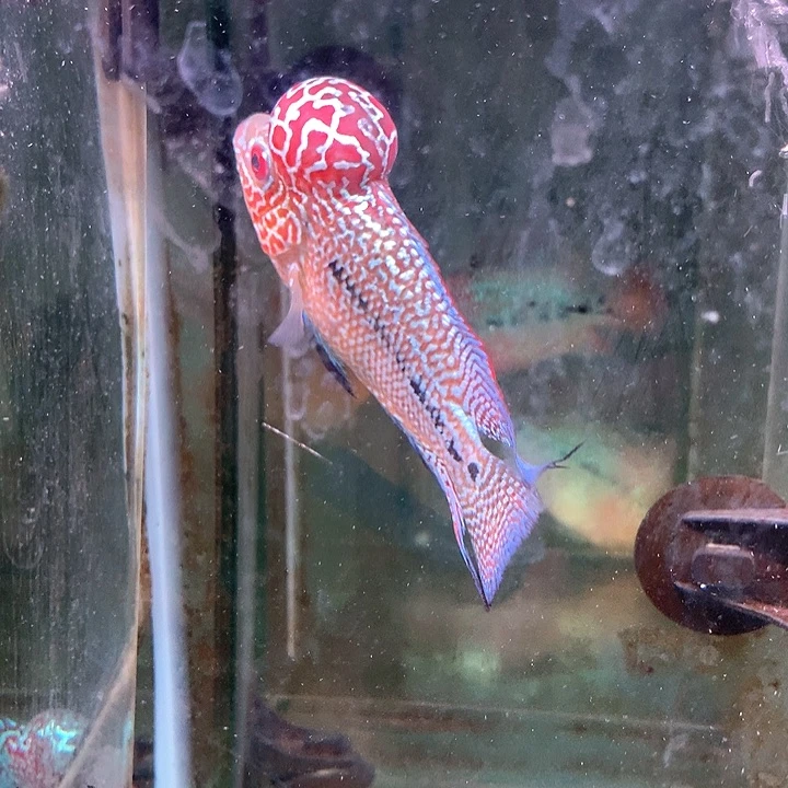 林***少罗汉鱼888888129号F3