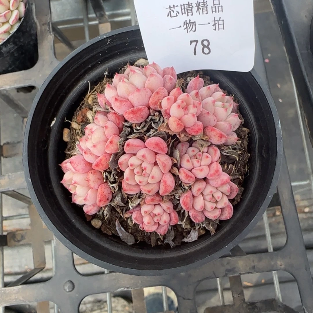 闪购精品多肉78号