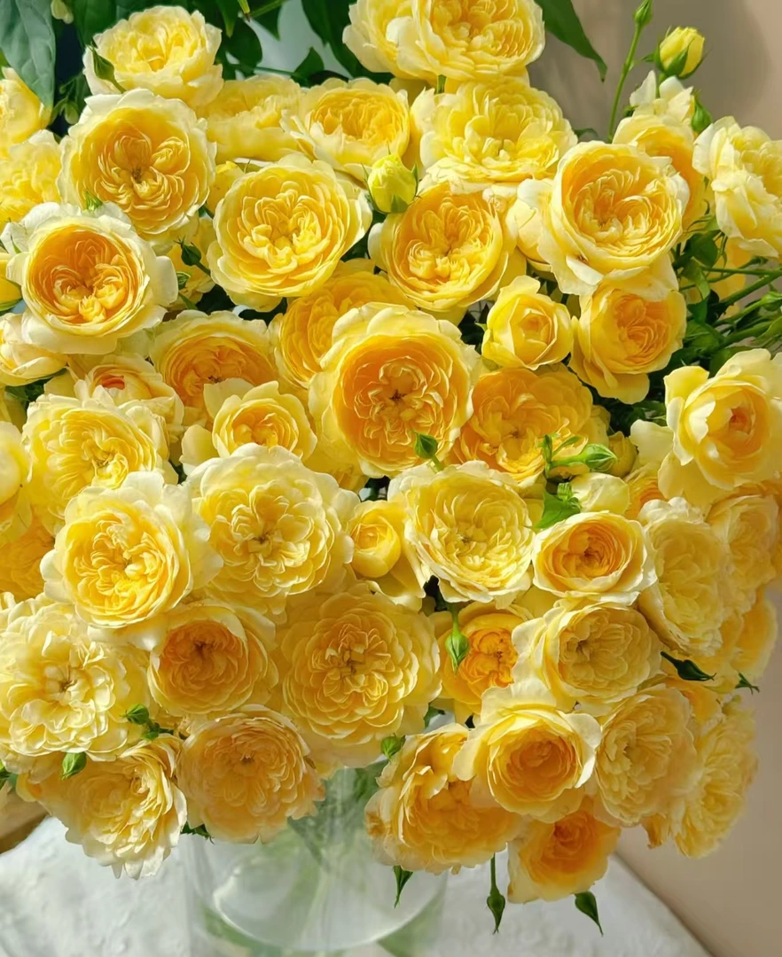 【蜜柚果汁】 多头玫瑰   真花 鲜切花  一单中通，两单顺丰发货