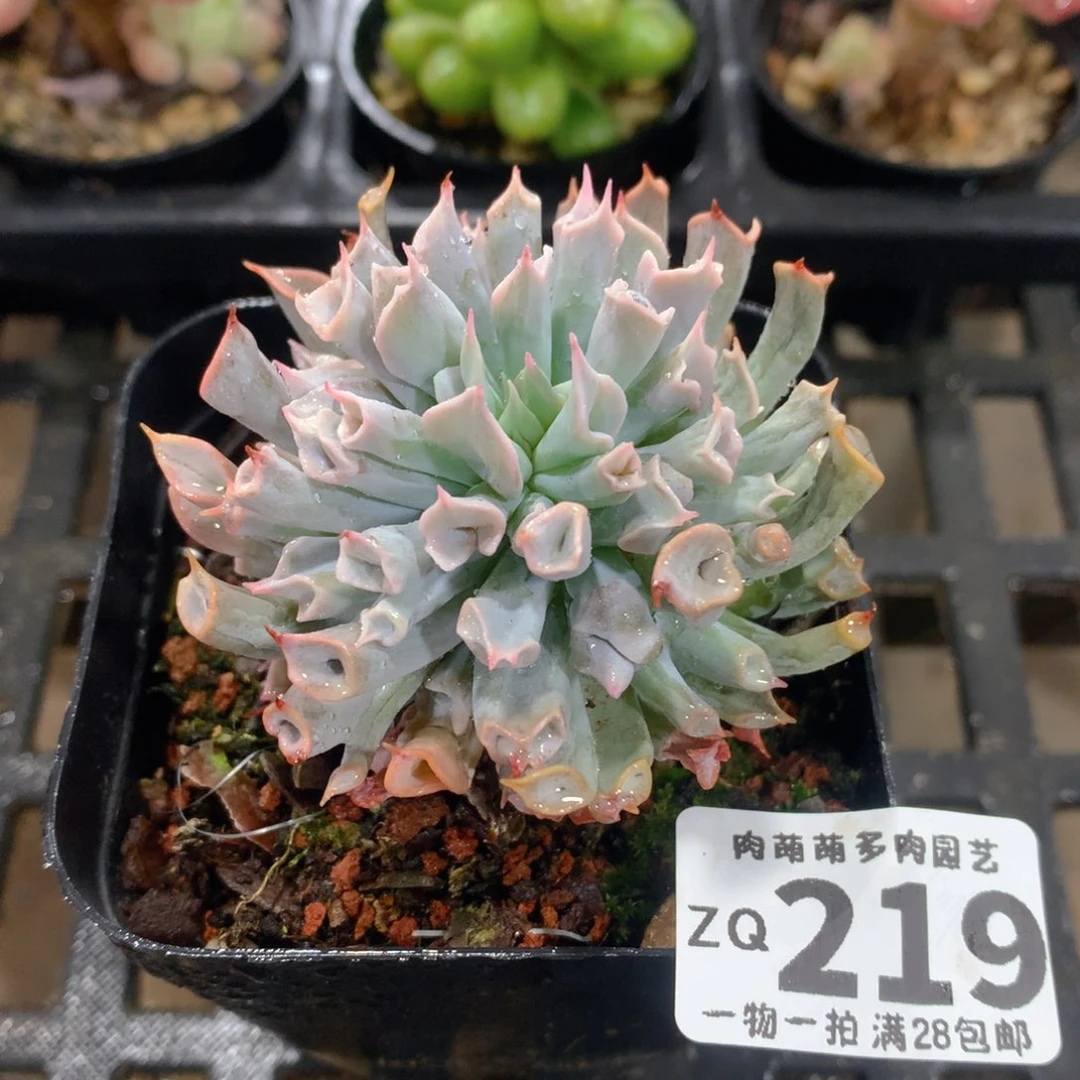 肉萌萌拇指盆精控多肉ZQ219