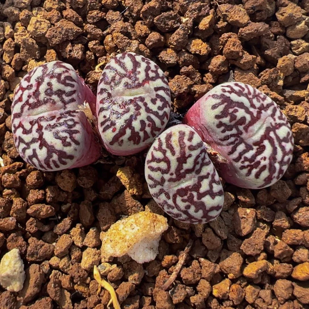 651多肉植物种类多样