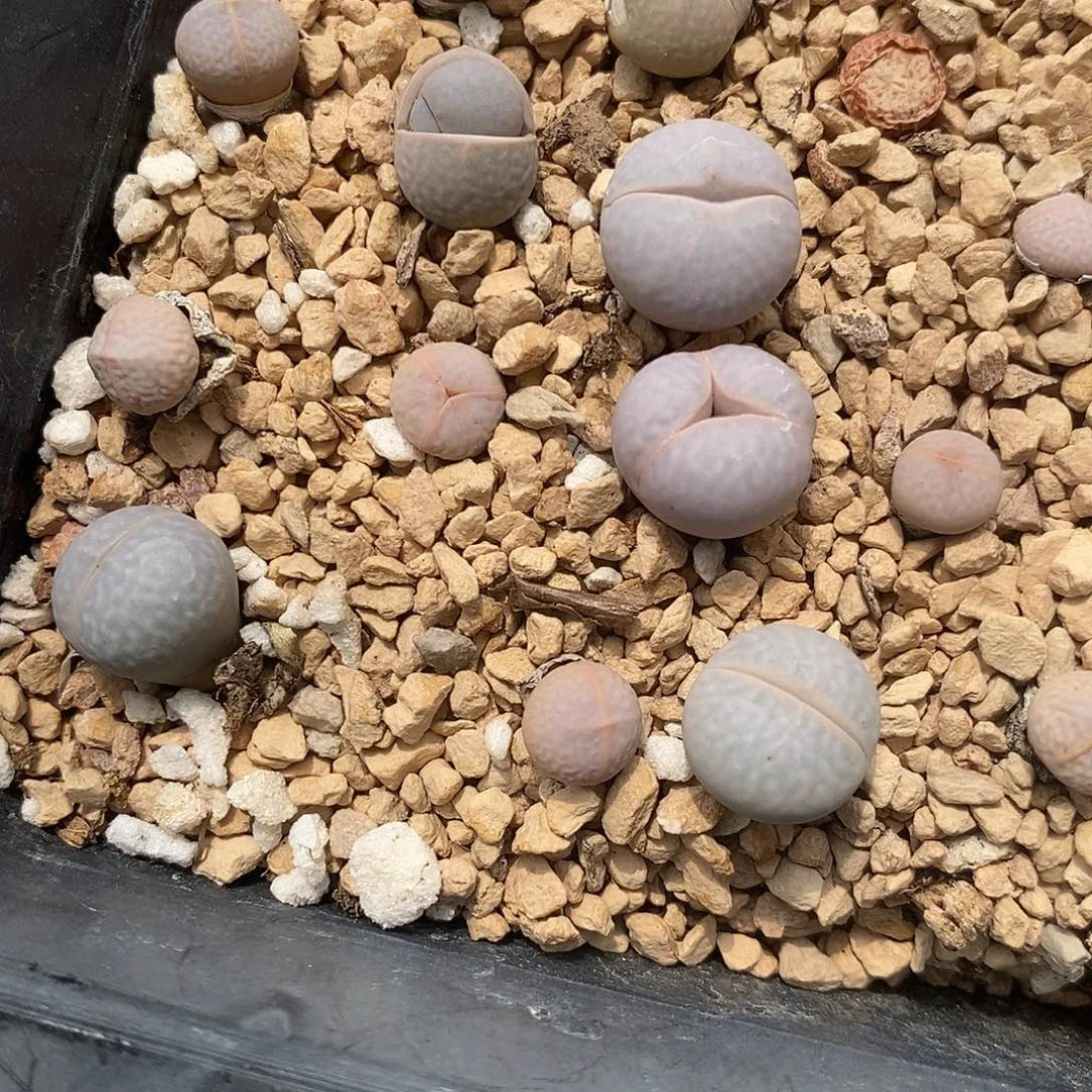 高尔夫一颗高尔夫