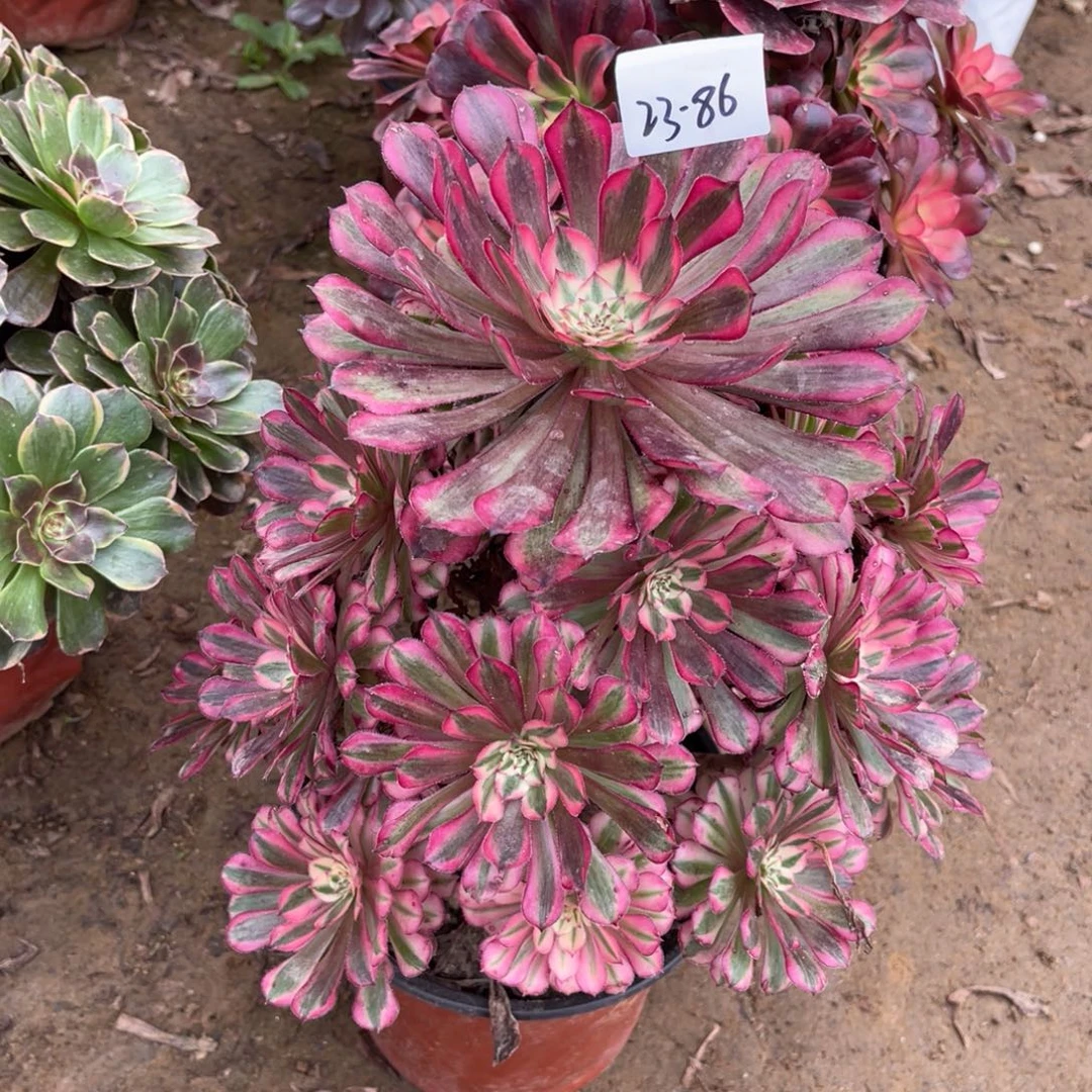 11-23-86红铜葫锦法师锦