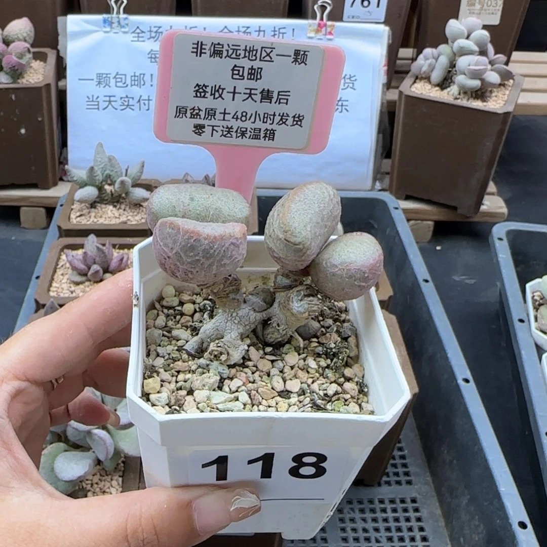 118无名蛋多肉植物