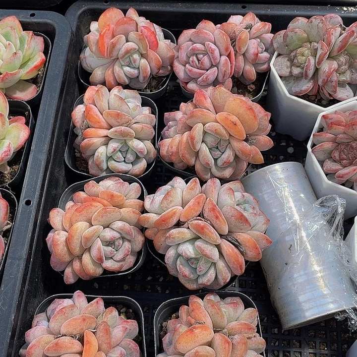 三头超肥星影带盆土发