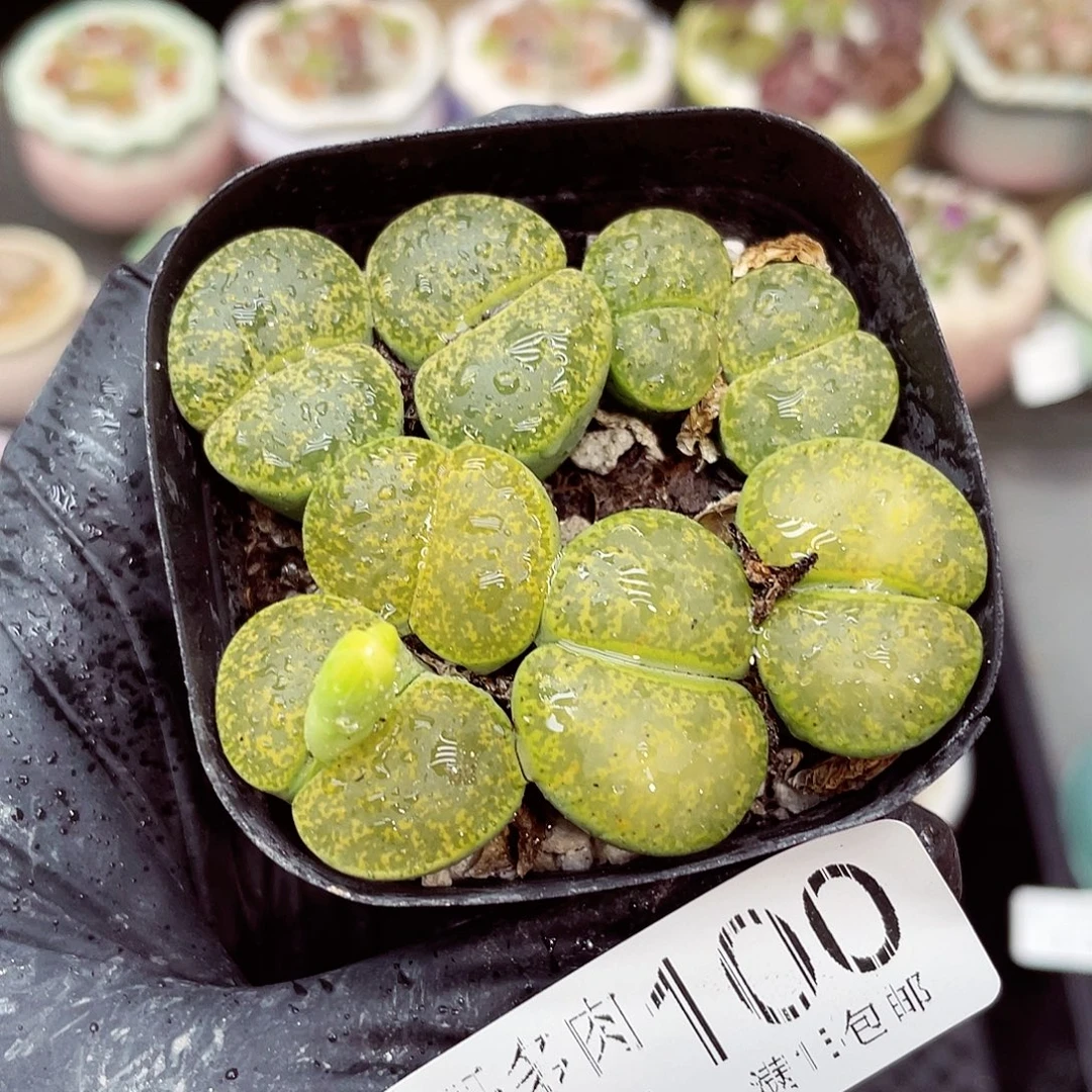 生石花满18包邮1115-100