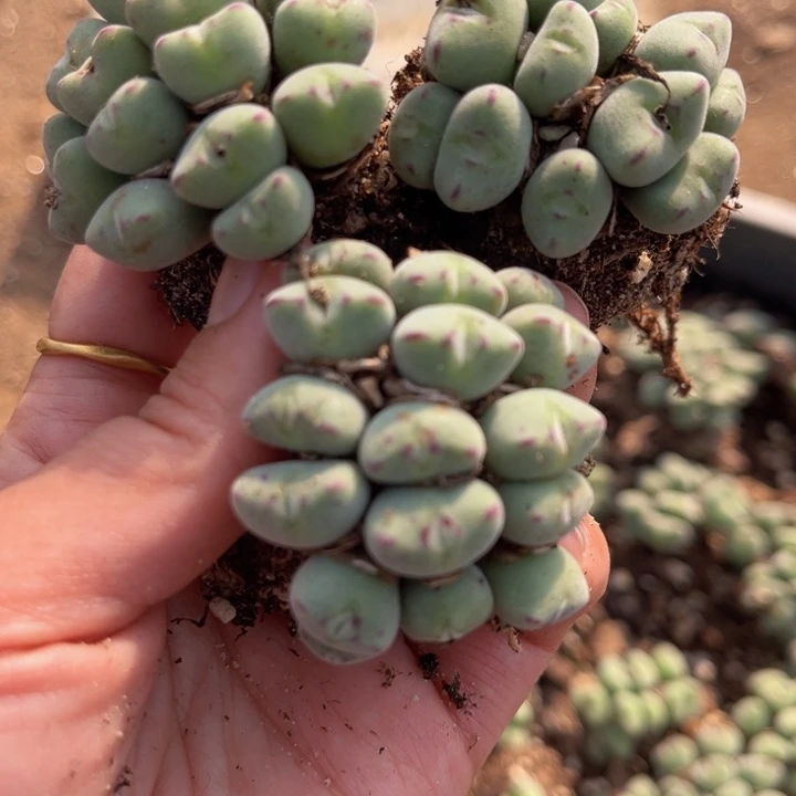 三颗口迪888888888888