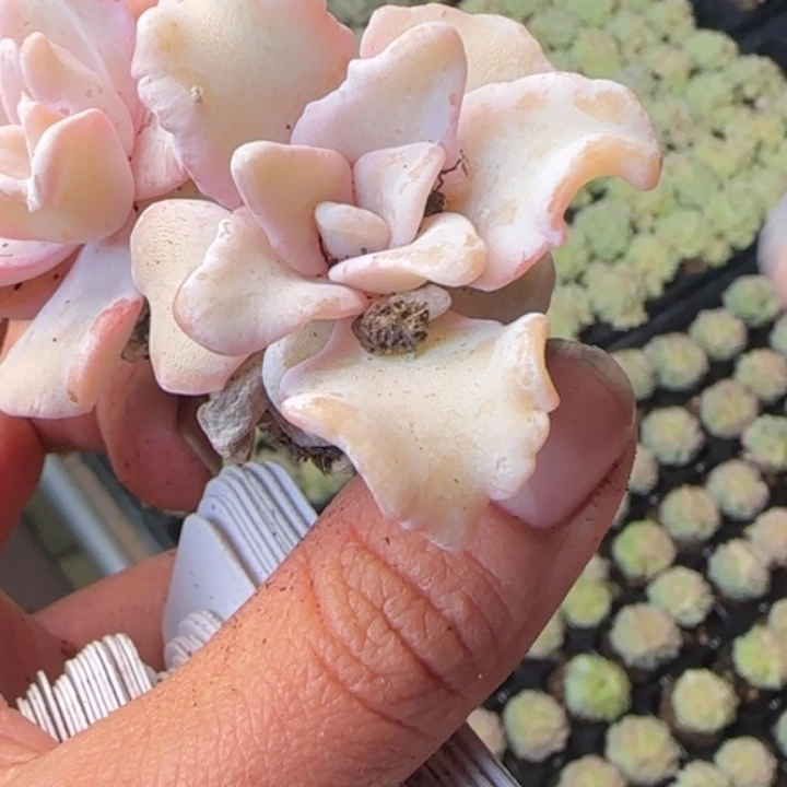 741号   白色饺子皮