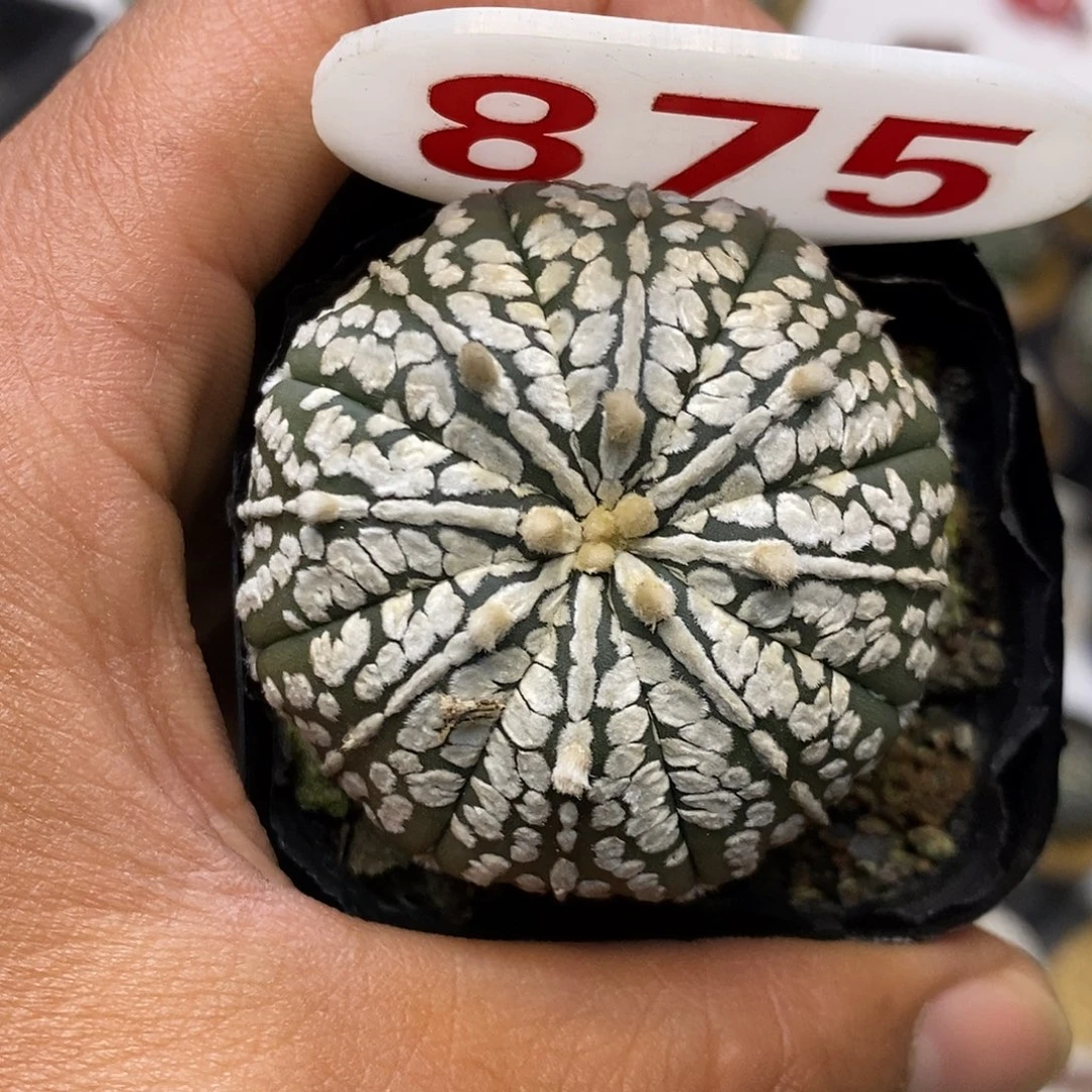 875福利特价来了哦亲