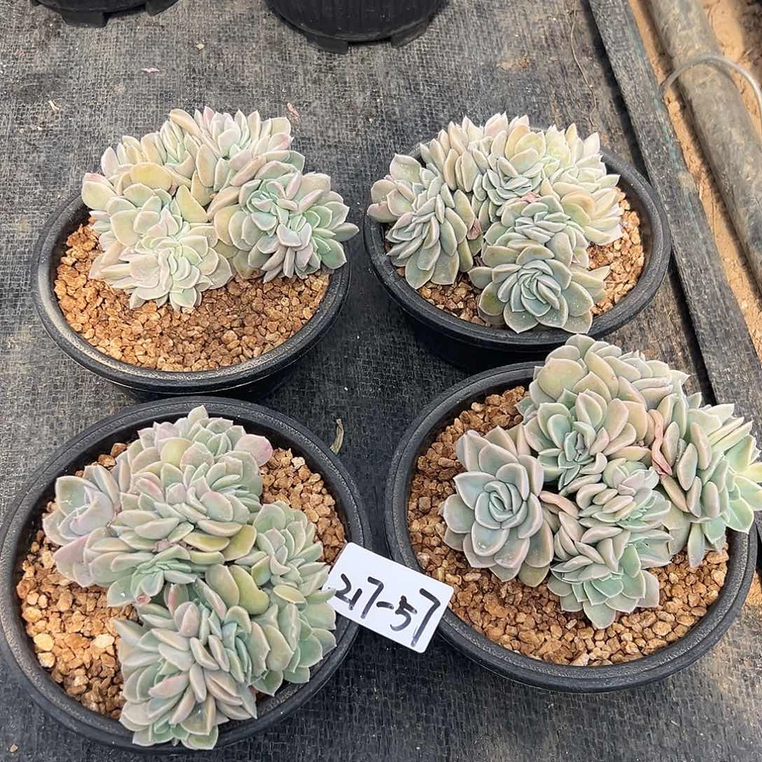 217-57哈利缀多肉随机