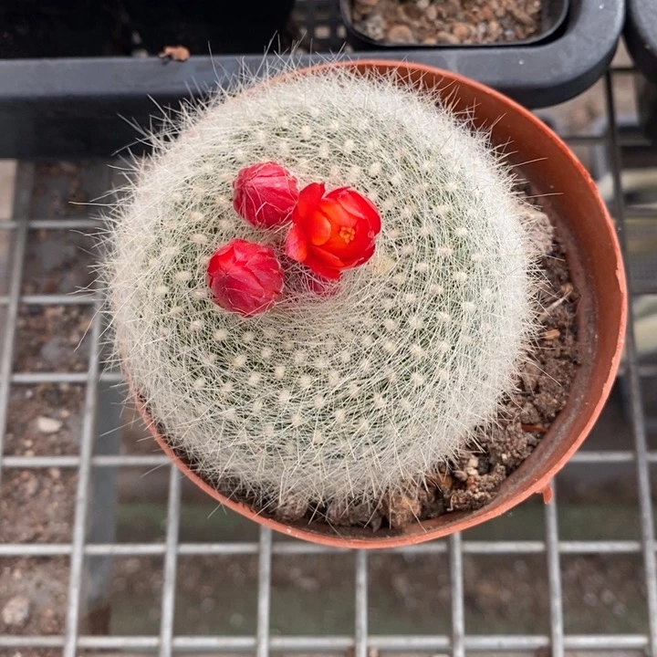 伯克利和格蕾纳等著名音乐家