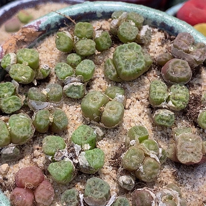 8534方烧群生一颗