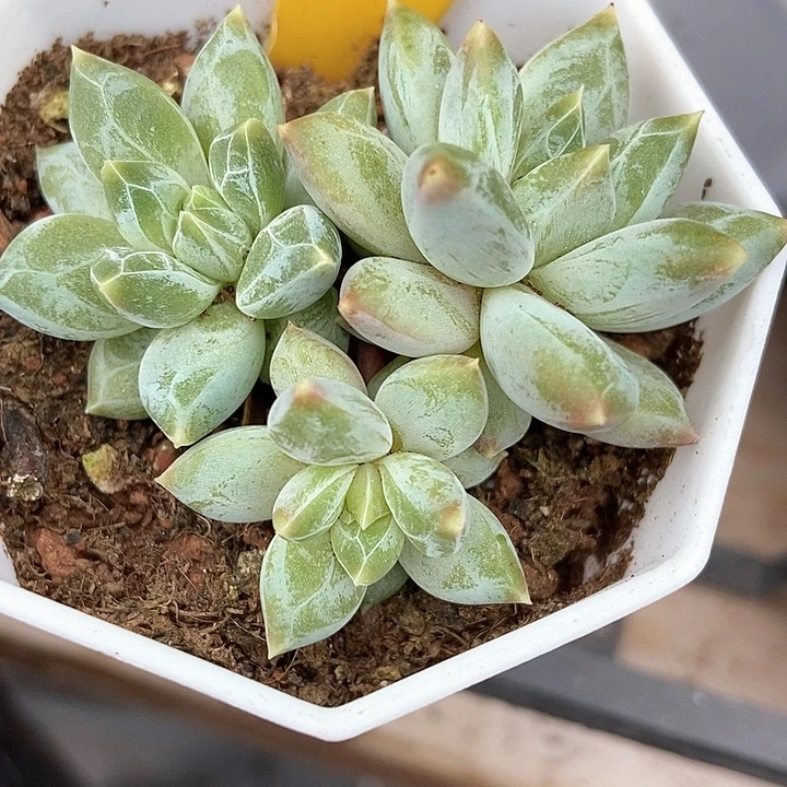 多肉植物伊丽莎白929
