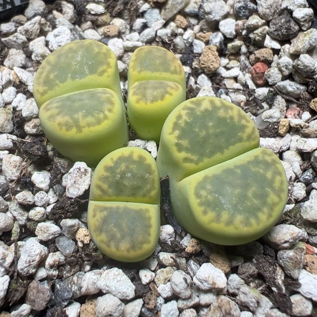 【闪购商品】 1123。