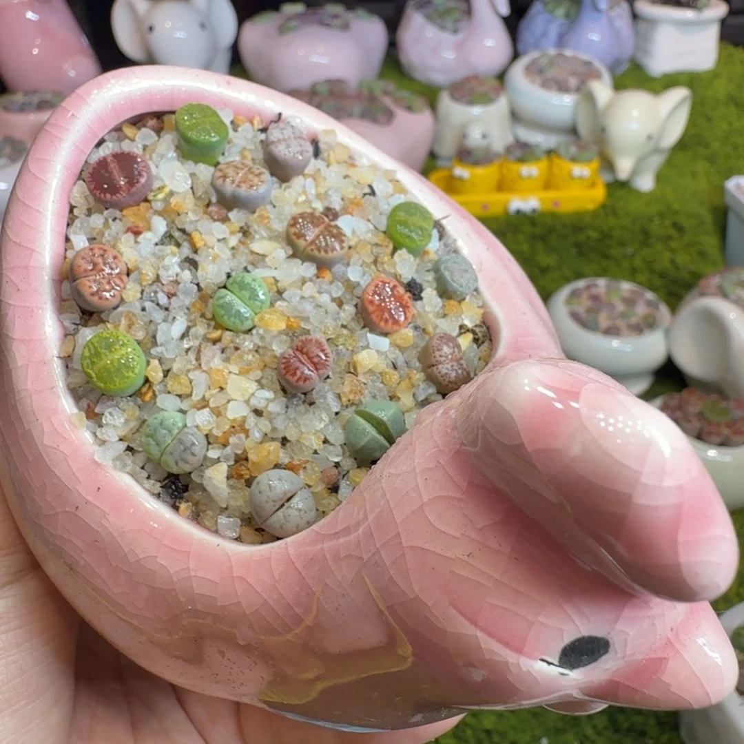 多肉植物开播福利冲