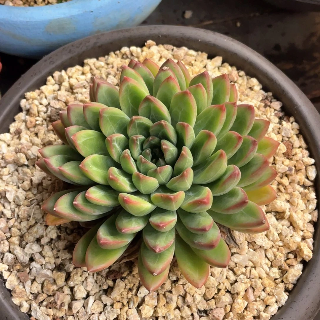 多肉植物一物一拍