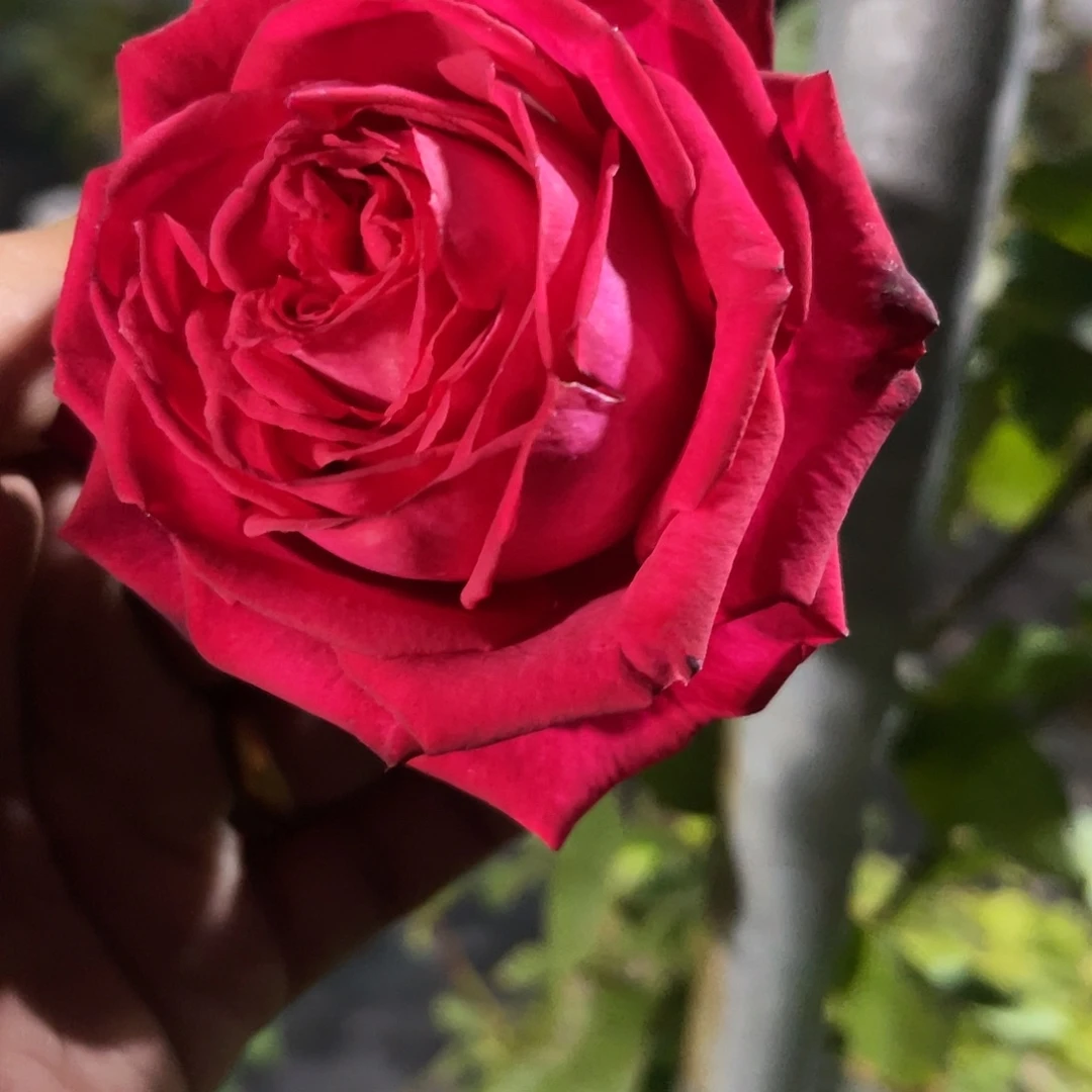 无花朵————暗夜迷情 福利款大苗