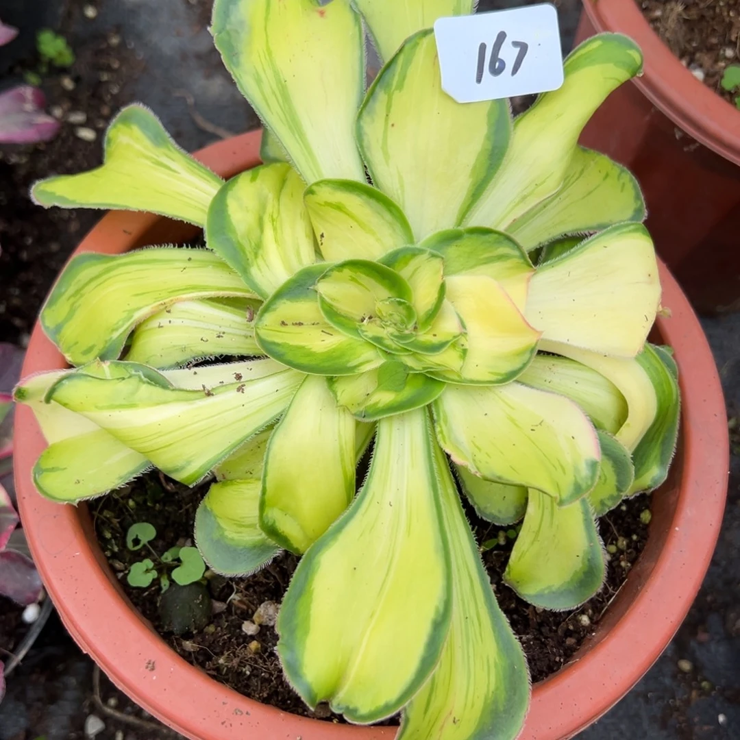 董***闹167暴君多肉植物一