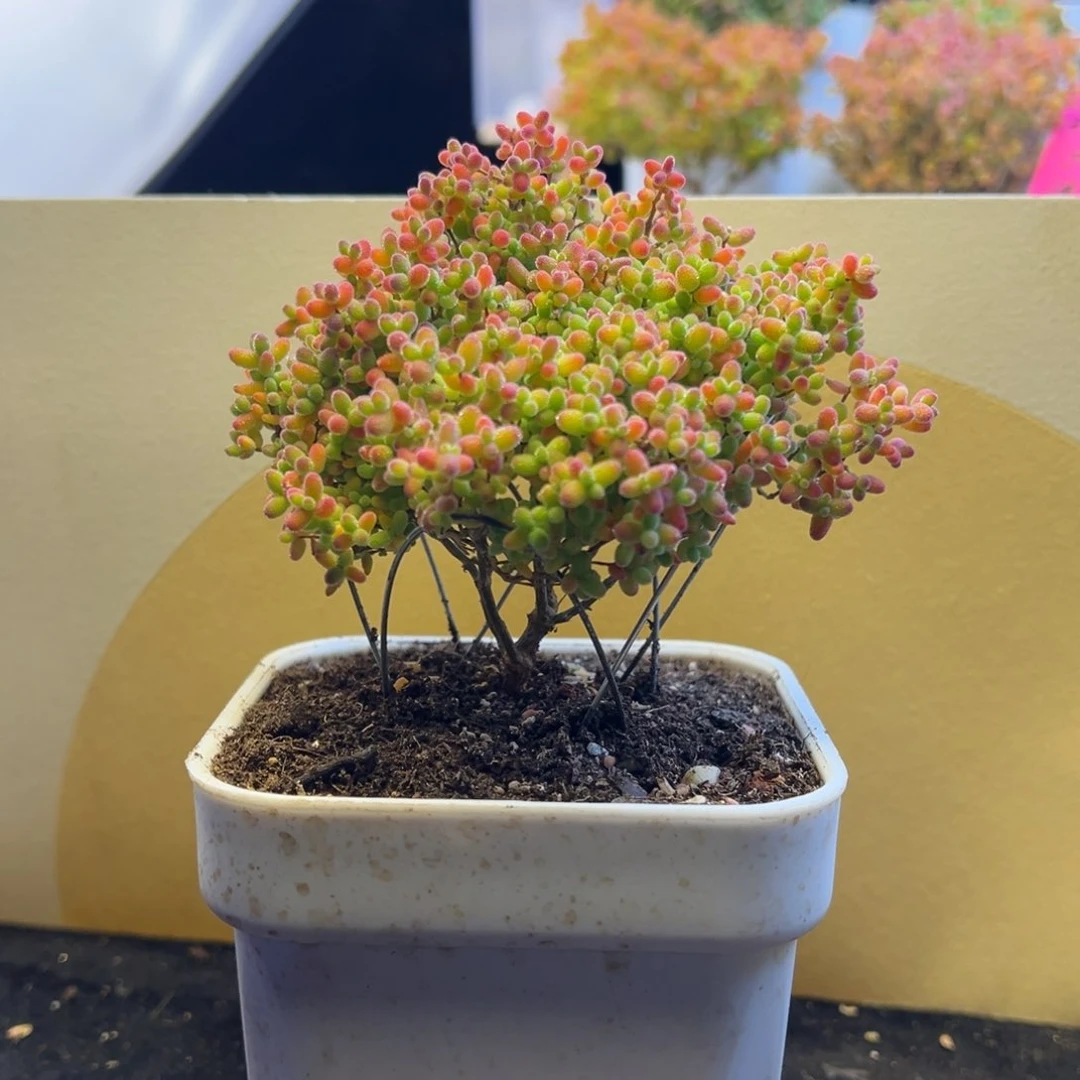 枝干 枝干 枝干 枝干