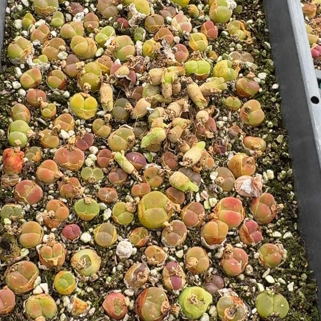 ´***匠花匠水蜜桃福利福利福利