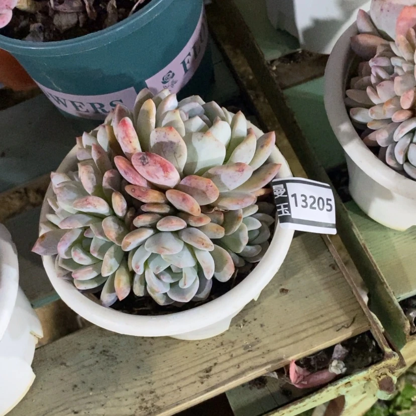 【闪购商品】吉**道橙梦露13205