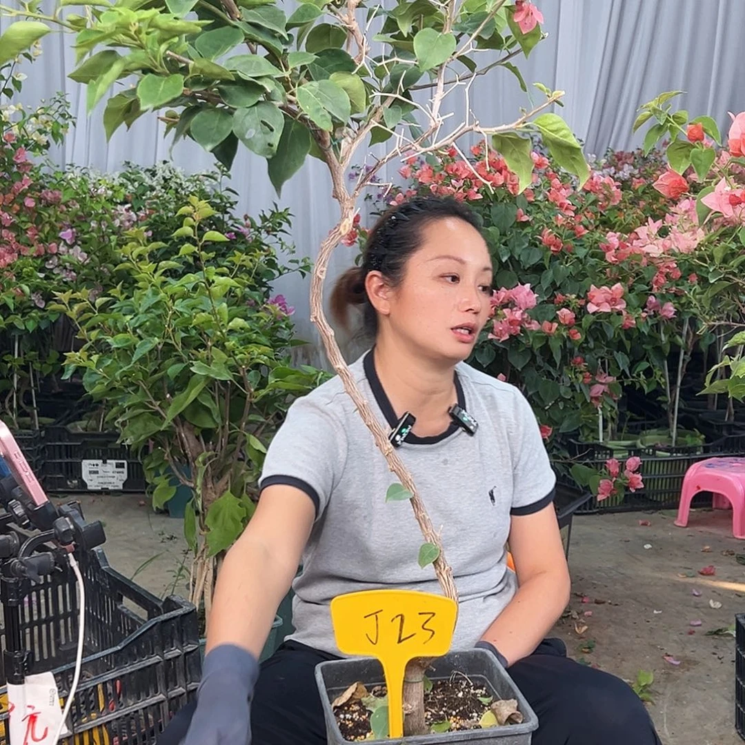 心***应当前无花栽培后可以开花J23不甜