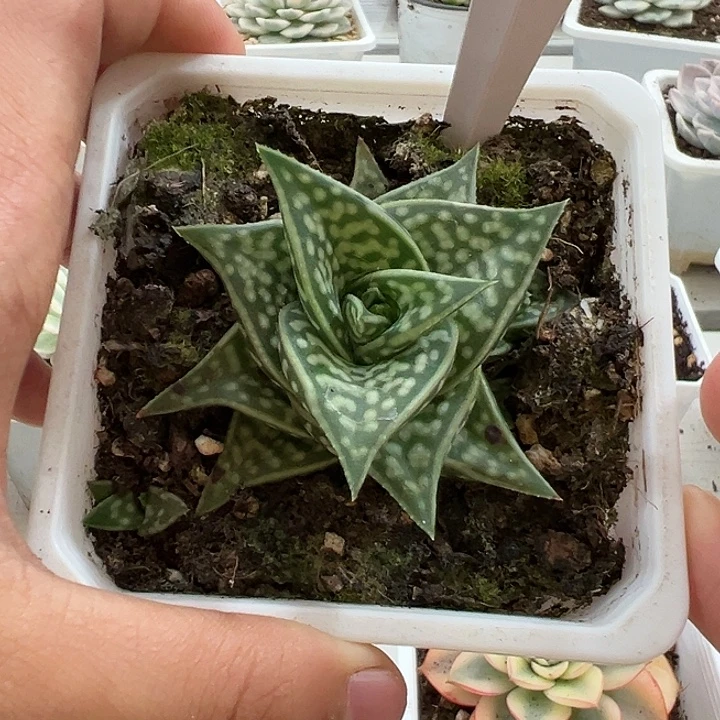 1038号鸡蛋芦荟多肉