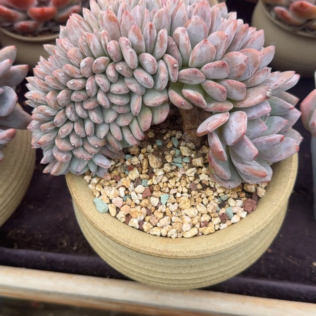 D****精品缀化，专拍链接。