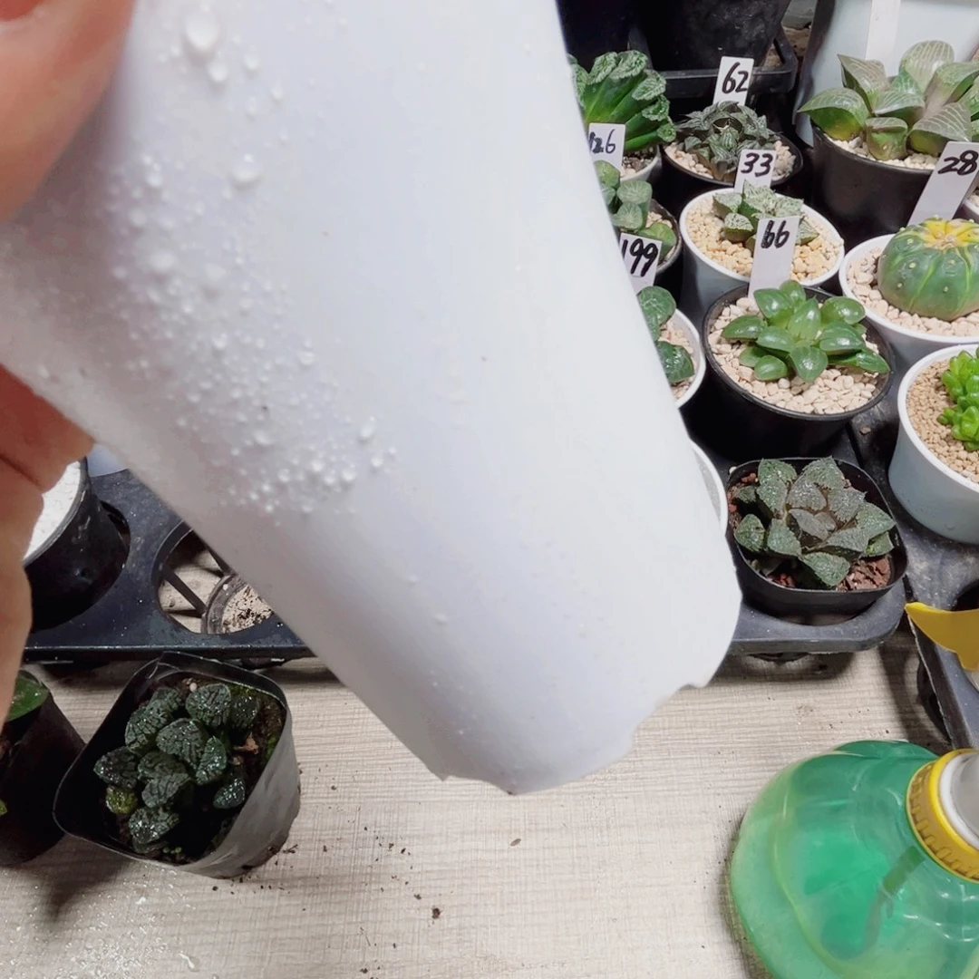 沉***默万象盆一个多肉植物