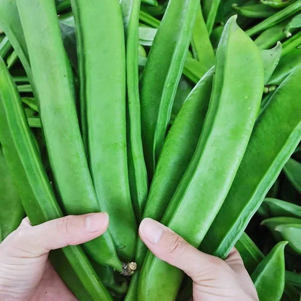 刀豆种子大红刀豆巨型大刀豆种籽四季蔬菜爬藤刀把豆角种籽巴西豆